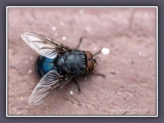 Blaue Schmeissfliege - Calliphora-vicina