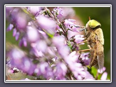 Bremse Atylotus Ioewianus - ein  nicht stechendes Männchen