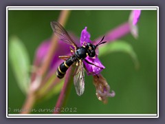 Conops flavipes -  Dickkopffliege