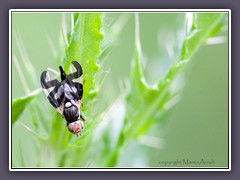 Distelbohrfliege - Urophora-cardui