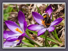 Erdhummel - Bombus terrestris