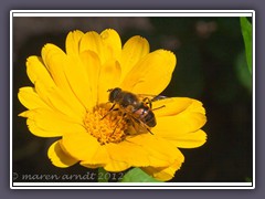 Eristalis tenax auch Mistbiene genannt auf Ringelblume