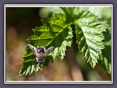 Erzschwebfliege - Cheilosia canicularis