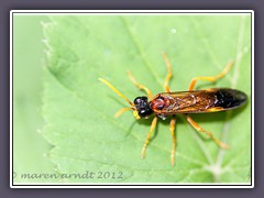 Feld Blattwespe Tenthredo-campestris