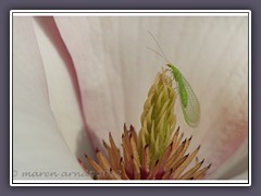 Florfliege in einer Magnolienblüte