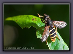 Gelbband Torfschwebfliege Sericomyia silentis