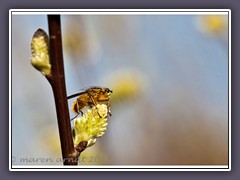 Gelbe Dungfliege - scatophaga stercoraria