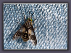 Gemeine Blindbremse - Chrysops caecutiens