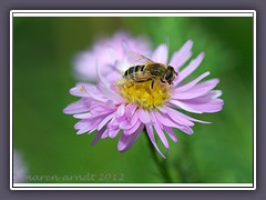 Gemeine Keilfleck Schwebfliege 