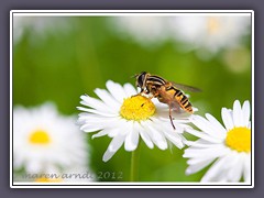 Gemeine Sonnenschwebfliege - Helophilus pendulus