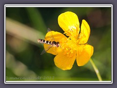 gemeine Stiftschwebfliege - Sphaerrophoria Scripta