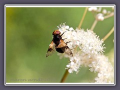 gemeine Waldschwebfliege - Volucella pellucens