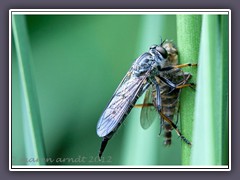 gemeiner Strauchdieb - Neoitamus cyanurus