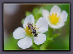 Gewöhnliche Maskenbiene  Hylaeus communis