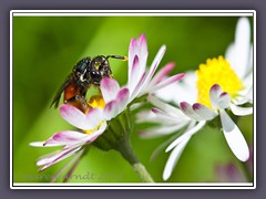 Grosse Blutbiene - Sphecodes albilabris