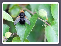 Grosse Raupenfliege - Tachina grossa