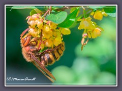 Hornisse an Berberitzenblüten