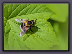 Hummelschwebfliege - Volucella bombylans