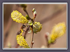 Kleine Wildbiene