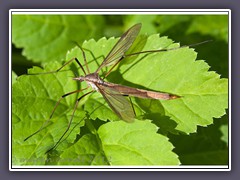 Kohlschnake - Tipula oleracea