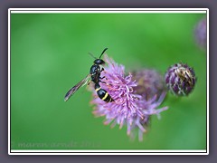 Lehmbienenart der Wildbienenfamilie Apoidea