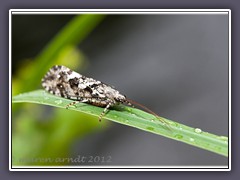 Limnephilus-bipunctatus - Köcherfliege