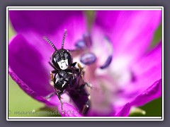 Maskenbienen