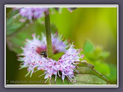 Maskenbienenmädchen