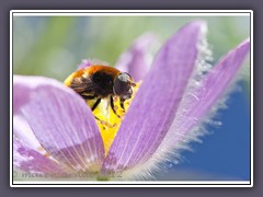 Nazissenschwebfliege - Merodon equestris