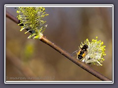 Nowickia ferox - Raupenfliege