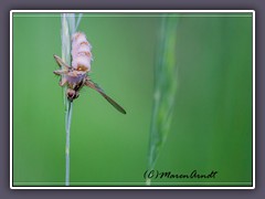 Pilz Fliegentöter Entomophthora-muscae