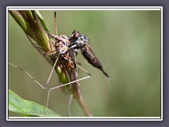 Raubfliege - gemeiner Strauchdieb