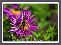 Raupenfliege Igelfliege