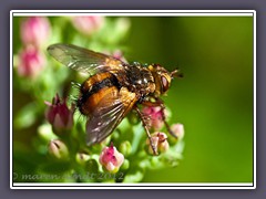 Raupenfliegen -Tachinidae -  auch Schmarotzerfliegen