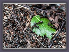 Rote Waldameise  - Formica rufa