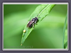 Sandbiene und Pup