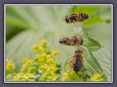 Scheinbienen Keilfleckschwebfliege  - Eristalis tenax