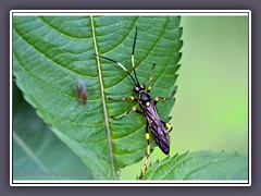 Schlupfwespe - Ichneumonidae ist in Europa die artenreichste Hautflüglerfamilie