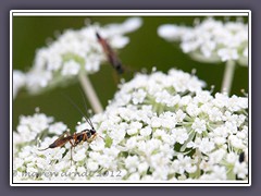 Schlupfwespenmännchen-Ichneumonidae.