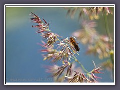 Schwarzkopfschwebfliege - Melanostoma scalare