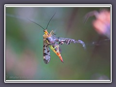 Skorpionsfliege Weibchen