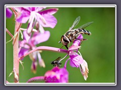 Späte Großstirnschwebfliege - scaeva pyrastri