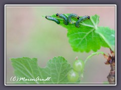 Stachelbeerblattwespe - Nematus ribesii