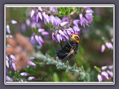 Tachina grossa - grosse Raupenfliege