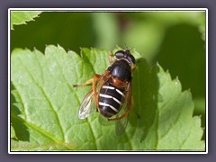 Weisband Torfschwebfliege - Sericomyia lappona