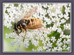 Wespen Moderholzschwebfliege   Temnostoma vespiforme