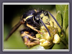 Wespenkönigin nascht an Buchsbaumblüten