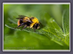 Wiesenhummel  -  Bombus pratorum