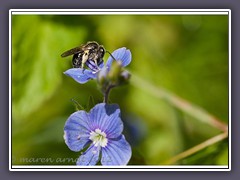 Winzig kleine Sandbiene  Andrena viridescen