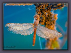 Die letzte Heidelibelle im ersten Frost